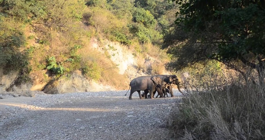 rajaji national park haridwar