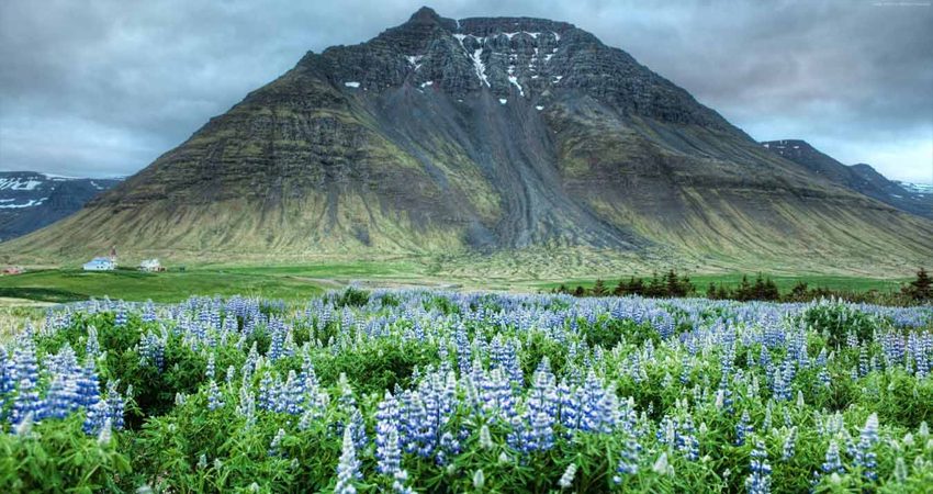 valley of flowers images
